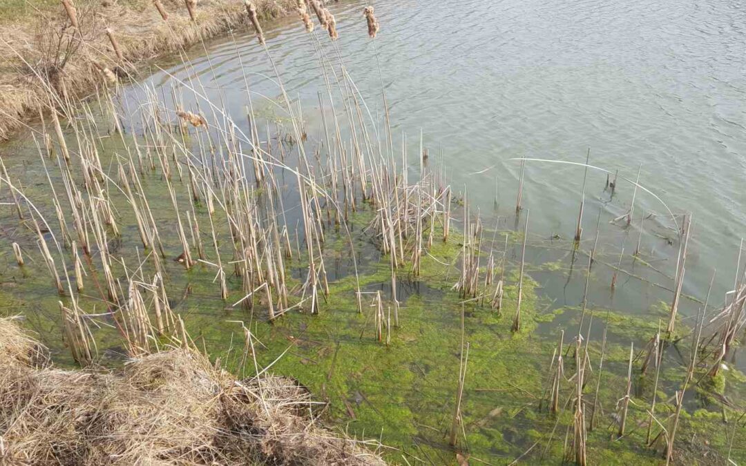 Early  Emergent & Winter Specialized Pond Algae in the Midwest