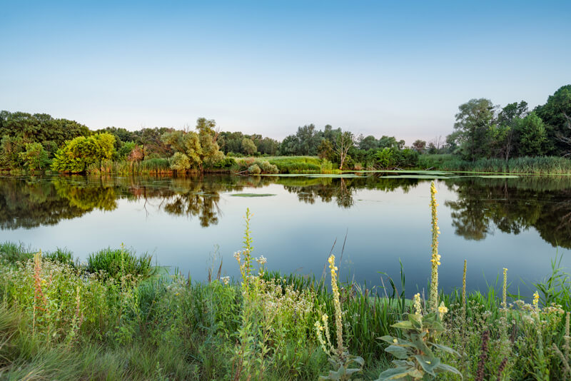 Natural freshwater lake with wild shoreline vegetation restored through Rigero lake nutrient management.