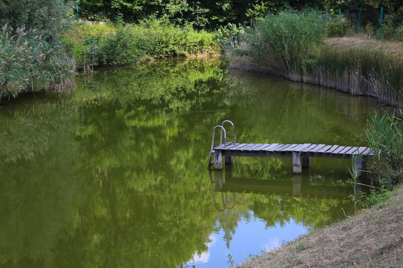 Private lakes with green, algae-heavy water and a small wooden dock needing nutrient restoration.