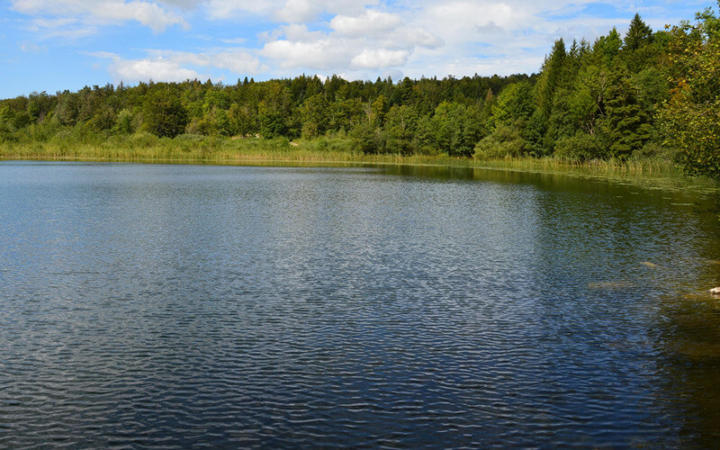 Forest-bordered lake with healthy waters maintained by Rigero chemical-free dredging alternatives.