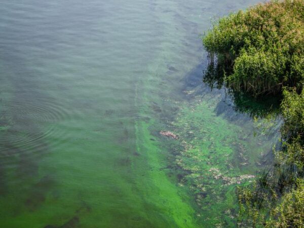 Home 2 Professional Pond Algae Treatment in Charlotte, NC Requires Nutrient and Aeration Solutions