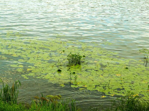 Blog 1 Professional Pond Algae Treatment in Charlotte, NC Requires Nutrient and Aeration Solutions