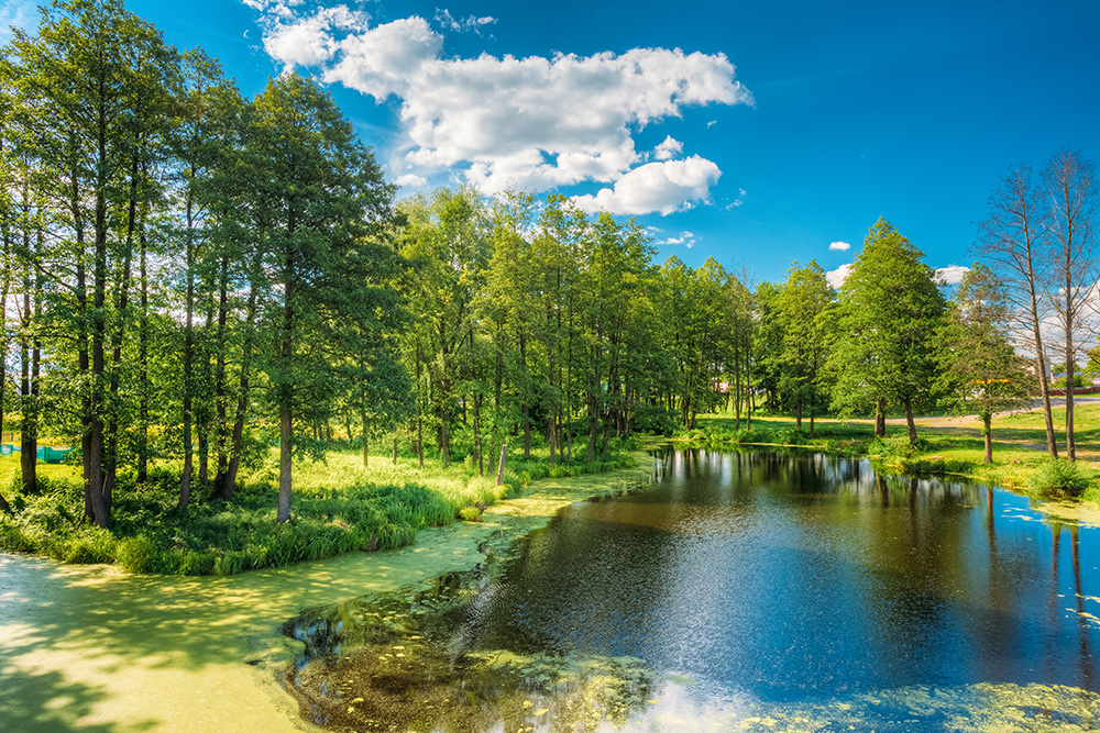 Surface algae scum and organic muck buildup affecting a Charlotte, NC pond before biological restoration by Rigero.