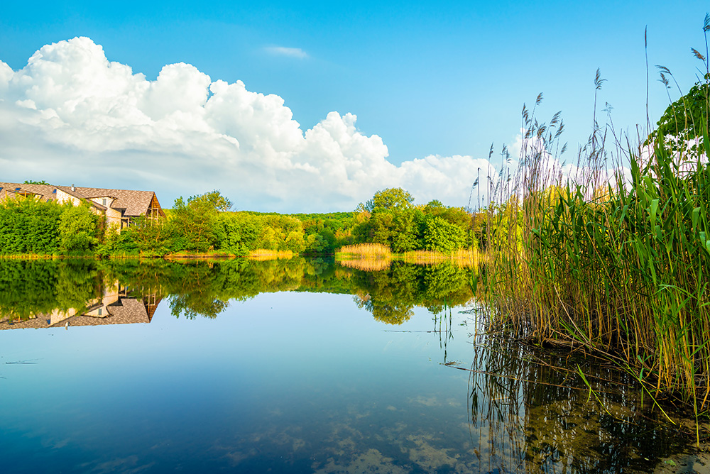 Contact Rigero for sustainable lake and pond management solutions beside a clear natural wetland pond.