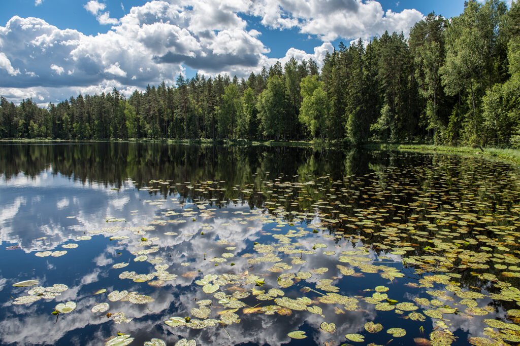 Natural forest lake covered in water lilies illustrating how it works when excessive nutrients fuel aquatic plant growth.