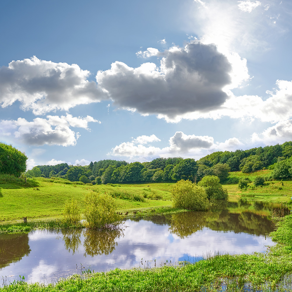 Pristine pond and grassy wetland restored naturally by Rigero in Lansing, MI