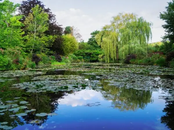 Home 2 Beneficial Bacteria for Ponds: Get Your Clear Water Solution for Dallas, TX Waterbodies