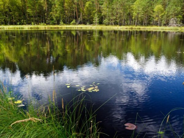 Pond Dredging in Orlando, FL: Why Biological Muck Removal Is the Smarter Alternative